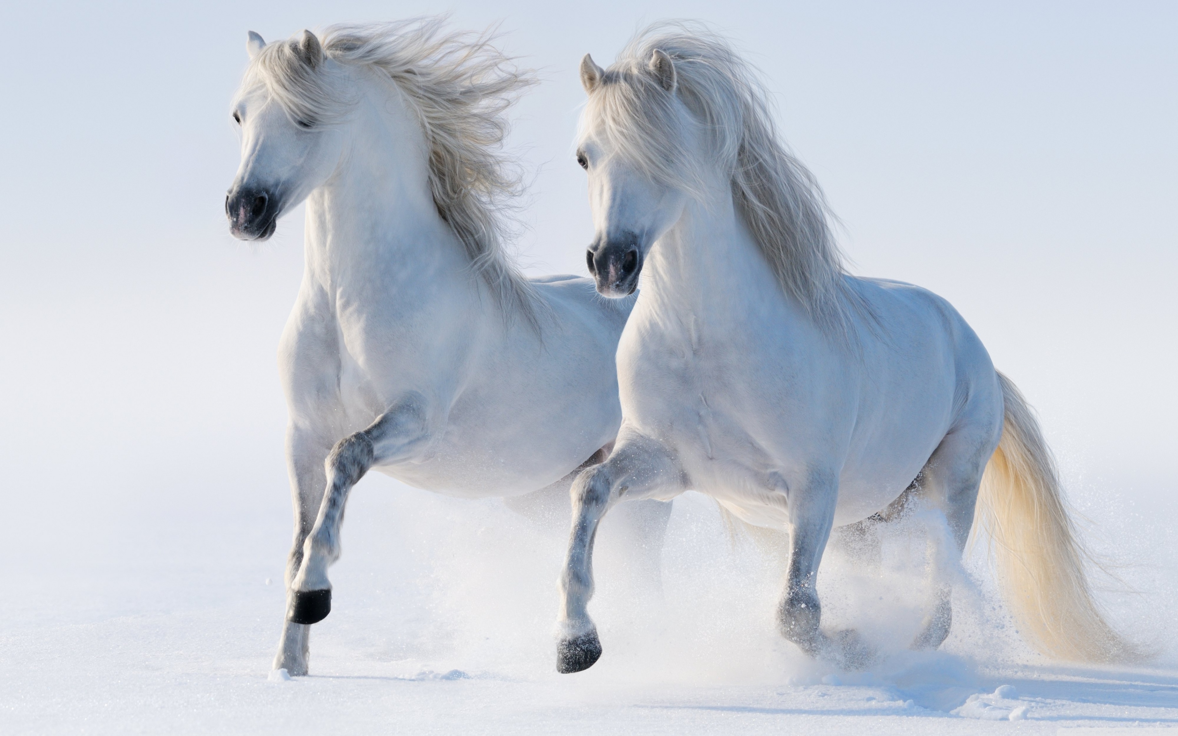  : Horses Ultra HD Wallpapers for UHD, Widescreen,  UltraWide & Multi Display Desktop, Tablet & Smartphone | Page 1