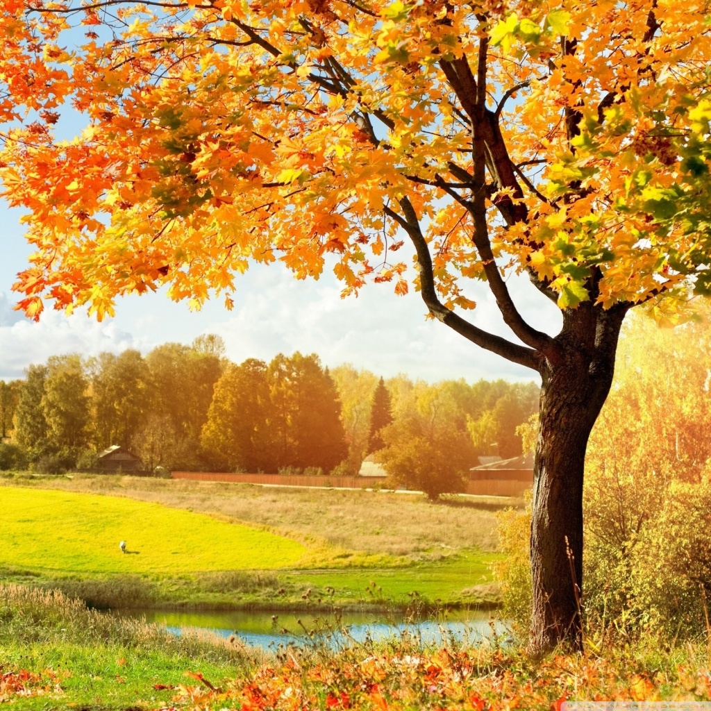 Beautiful Autumn Trees Wallpapers Best Free Hd Wallpaper