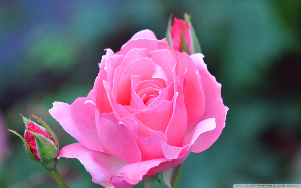 a pink rose and two buds wallpaper 960x600