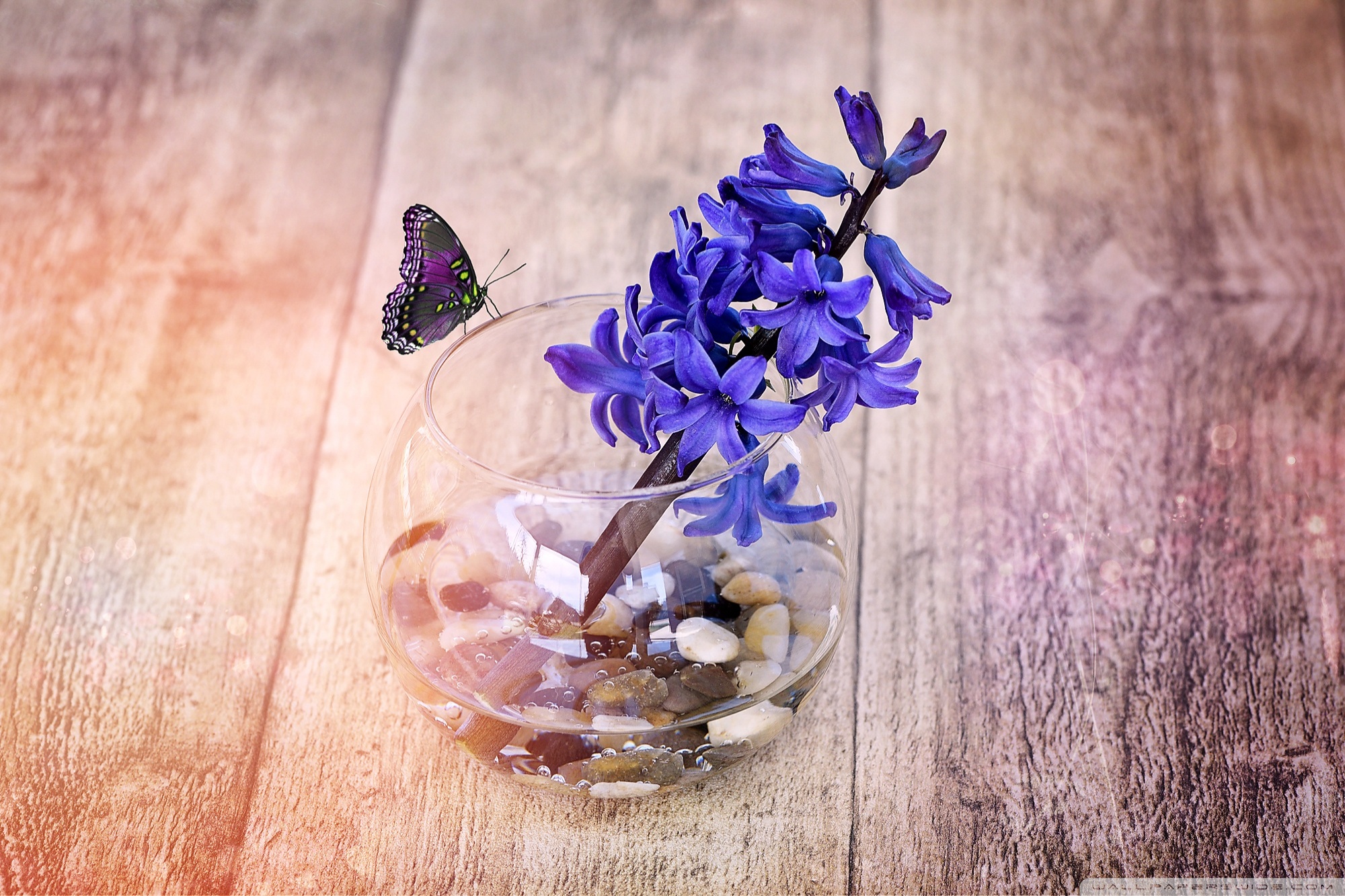 A Spring Hyacinth Flower In Glass Vase Ultra HD Desktop Background Wallpaper  for 4K UHD TV : Widescreen & UltraWide Desktop & Laptop : Tablet :  Smartphone