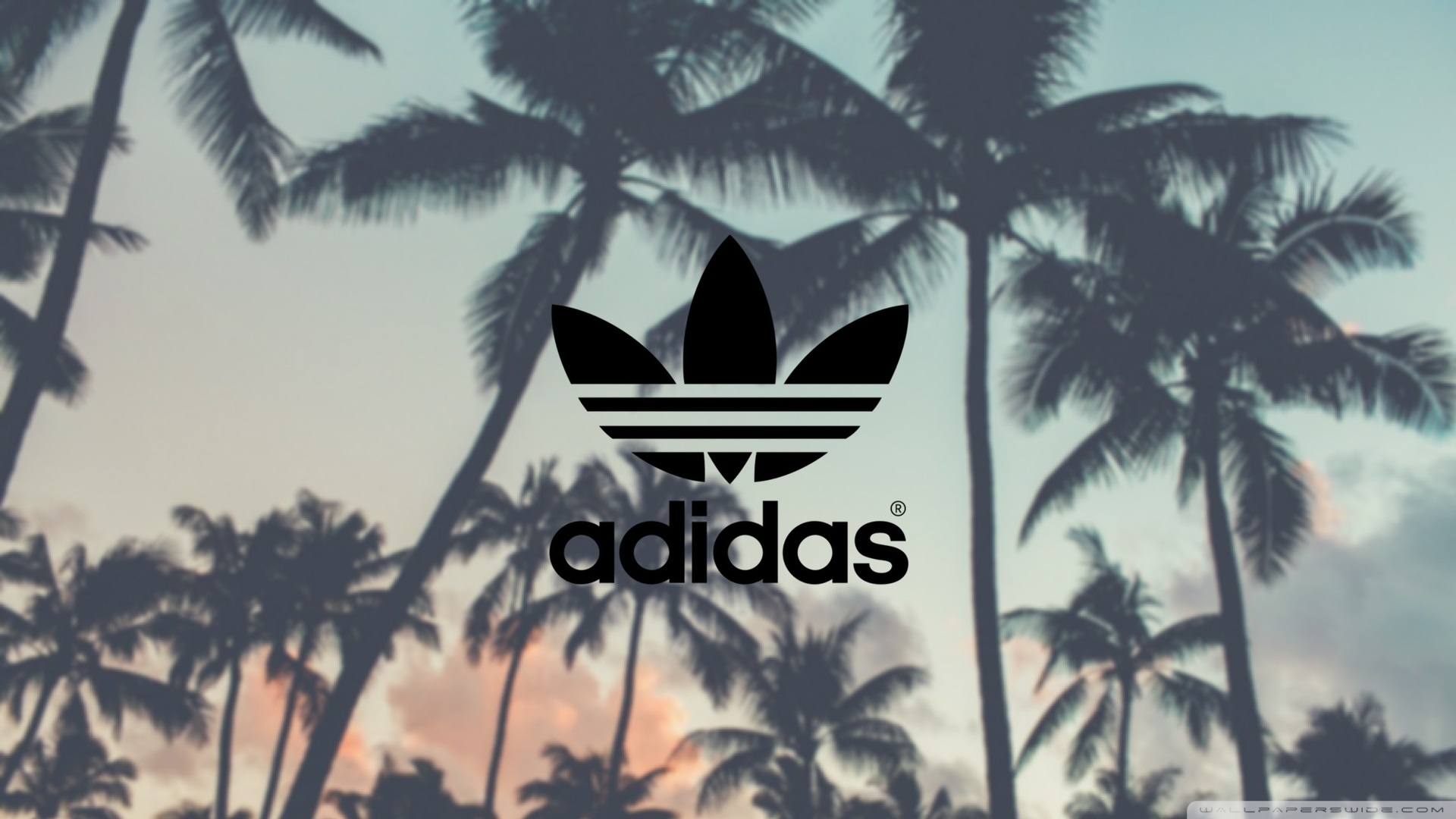 Adidas, Palm Trees Background 4K HD Desktop Wallpaper for 