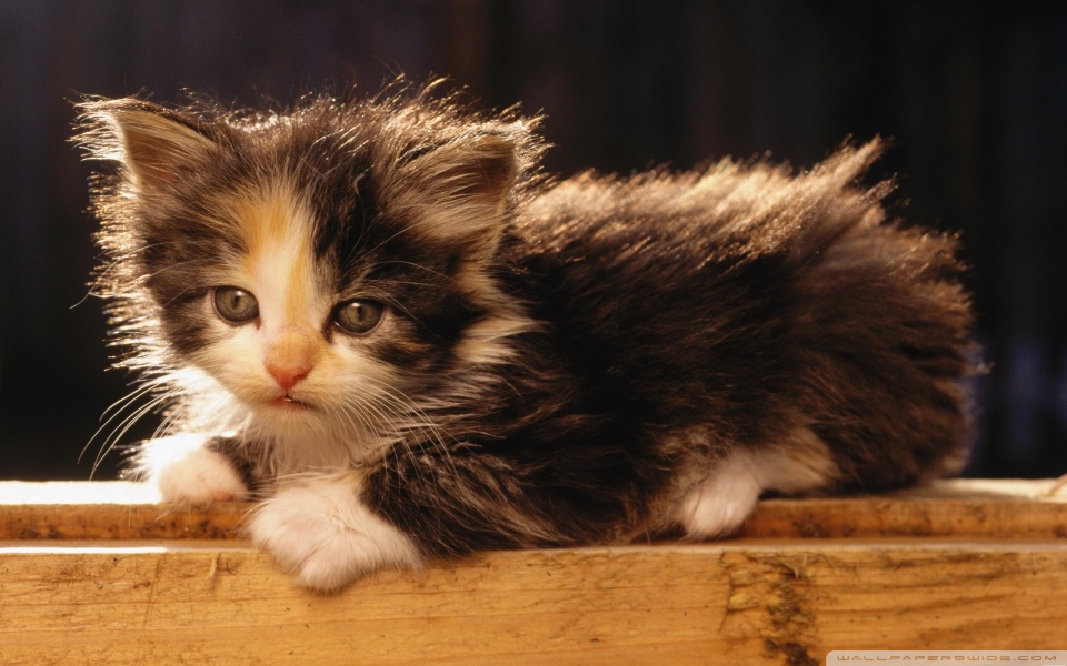 adorable fluffy kitten wallpaper 960x600