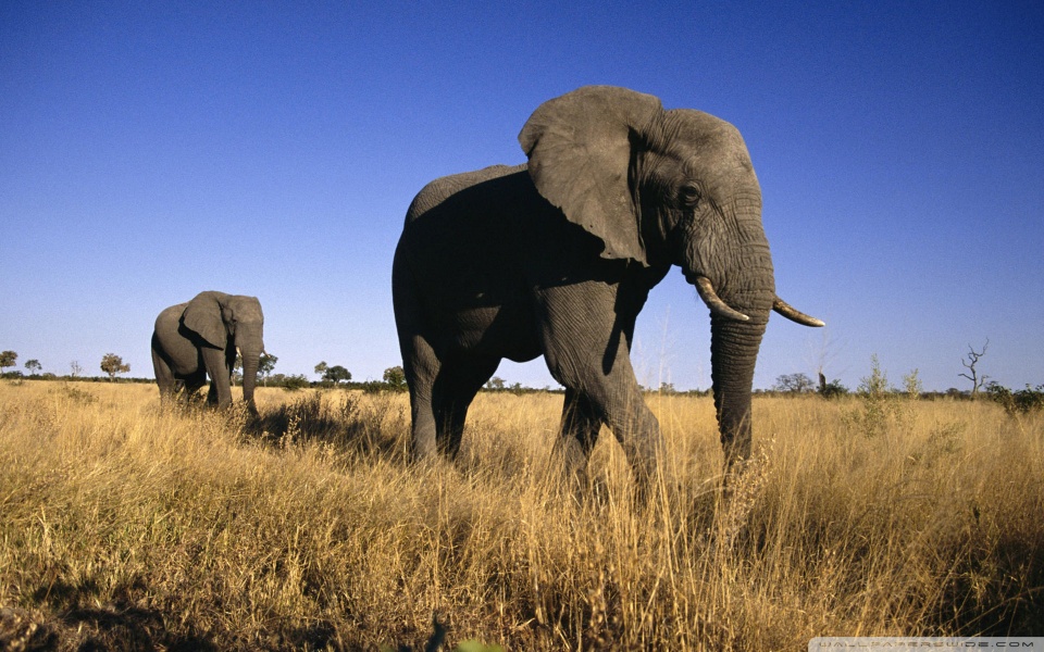 african wallpaper. African Elephants desktop