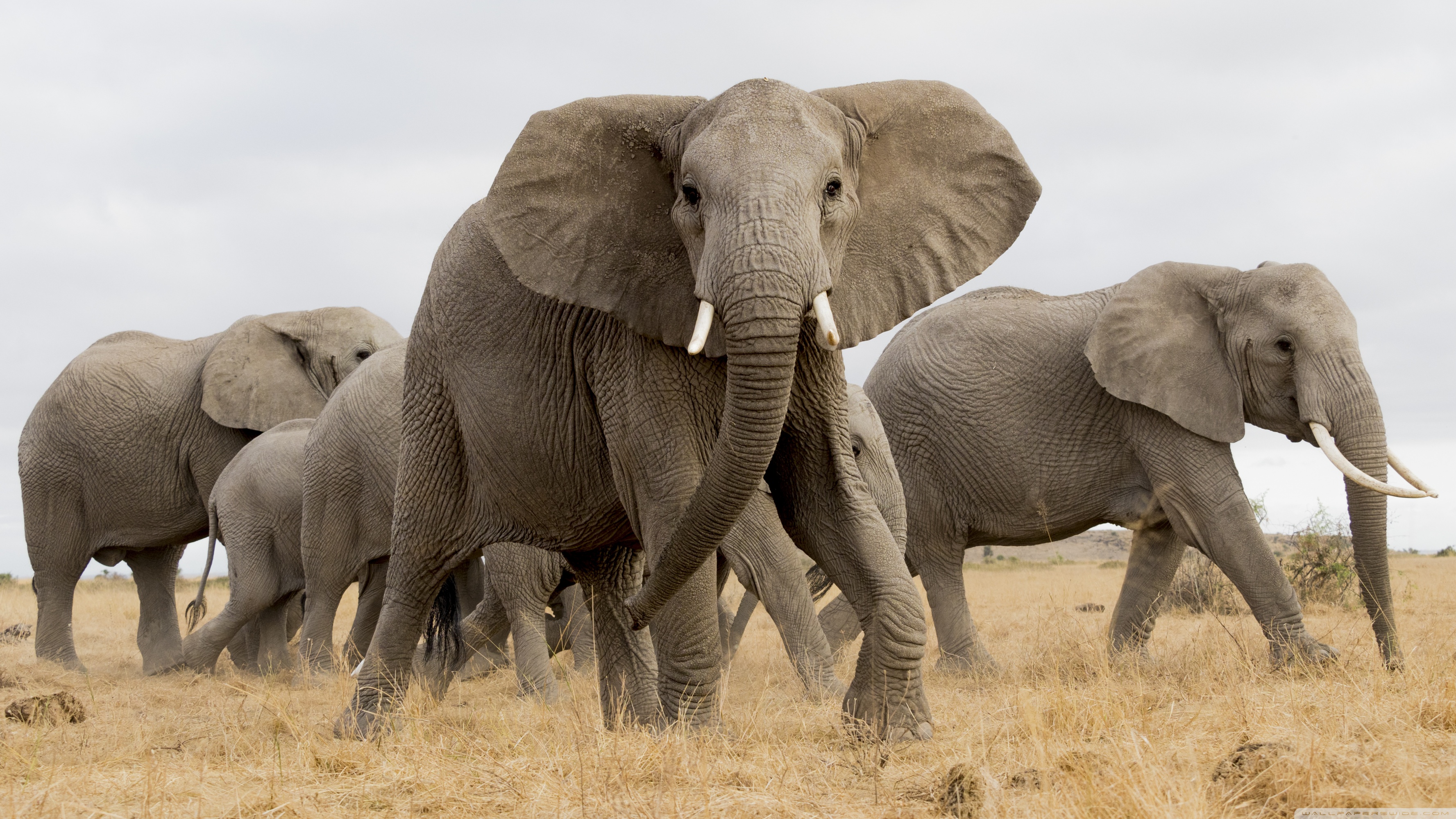 African Safari Elephants Ultra HD Desktop Background Wallpaper for 4K UHD  TV : Widescreen & UltraWide Desktop & Laptop : Tablet : Smartphone