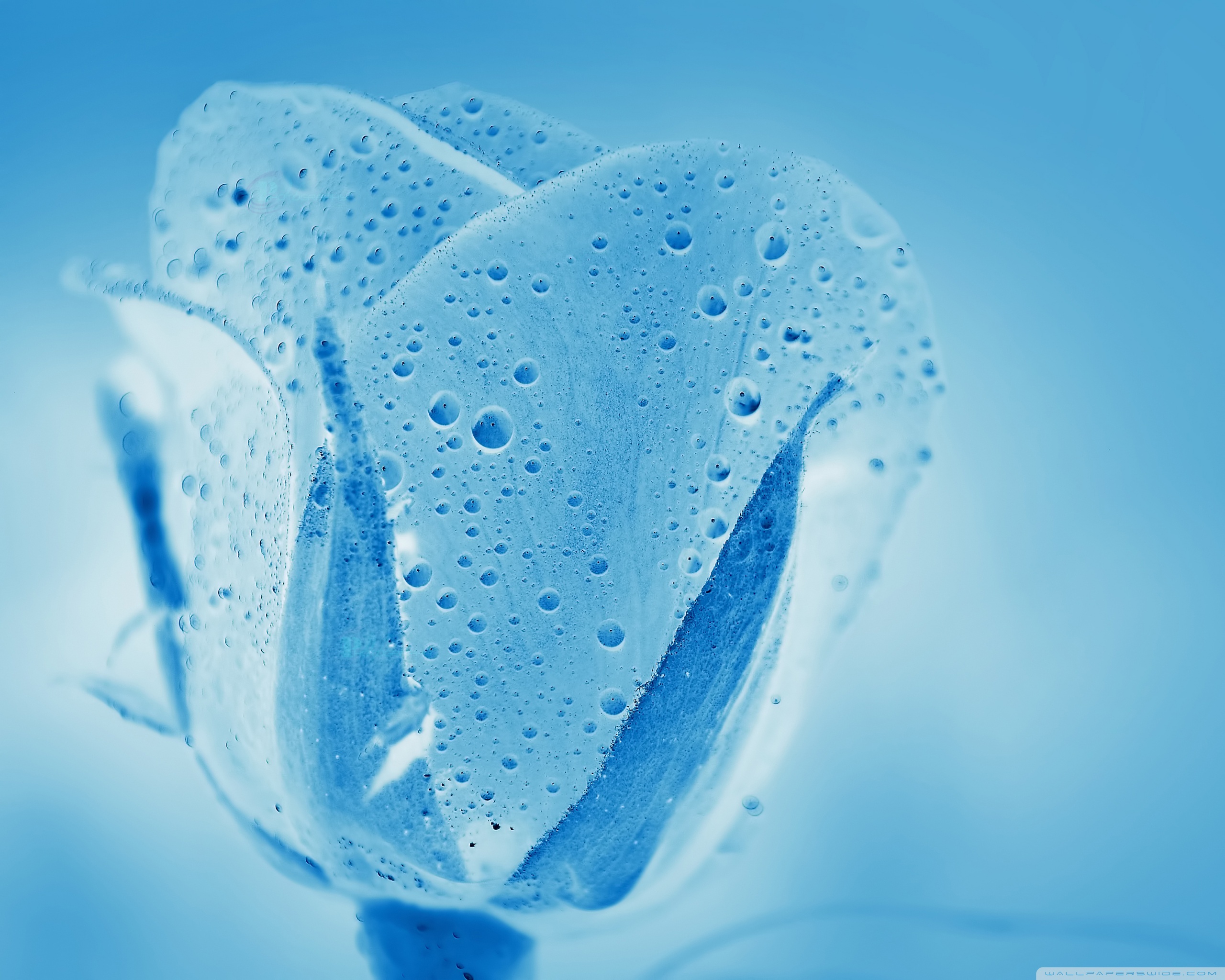 aqua rose