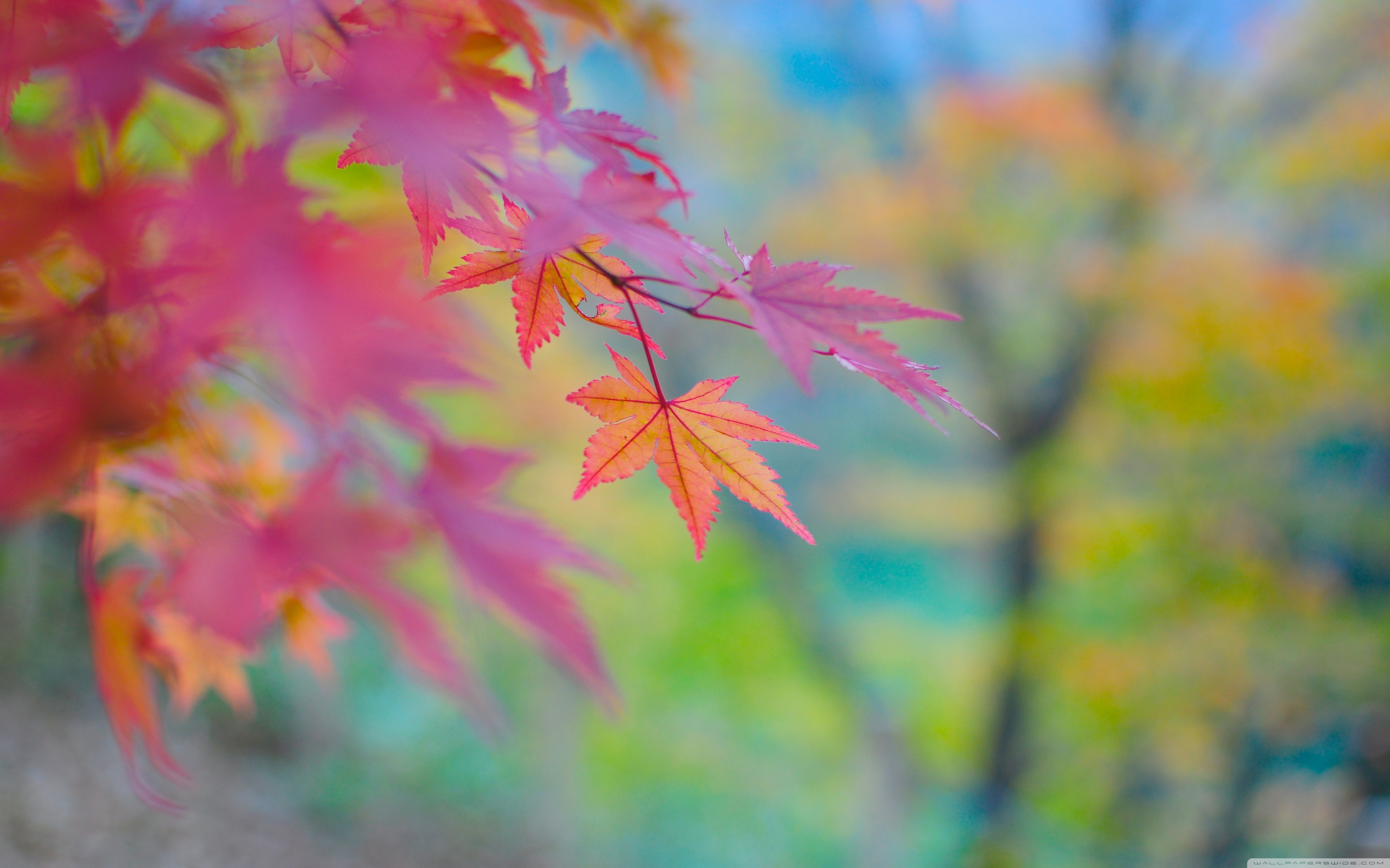 Autumn Colors In Japan Ultra HD Desktop Background Wallpaper for 4K UHD TV  : Multi Display, Dual Monitor : Tablet : Smartphone