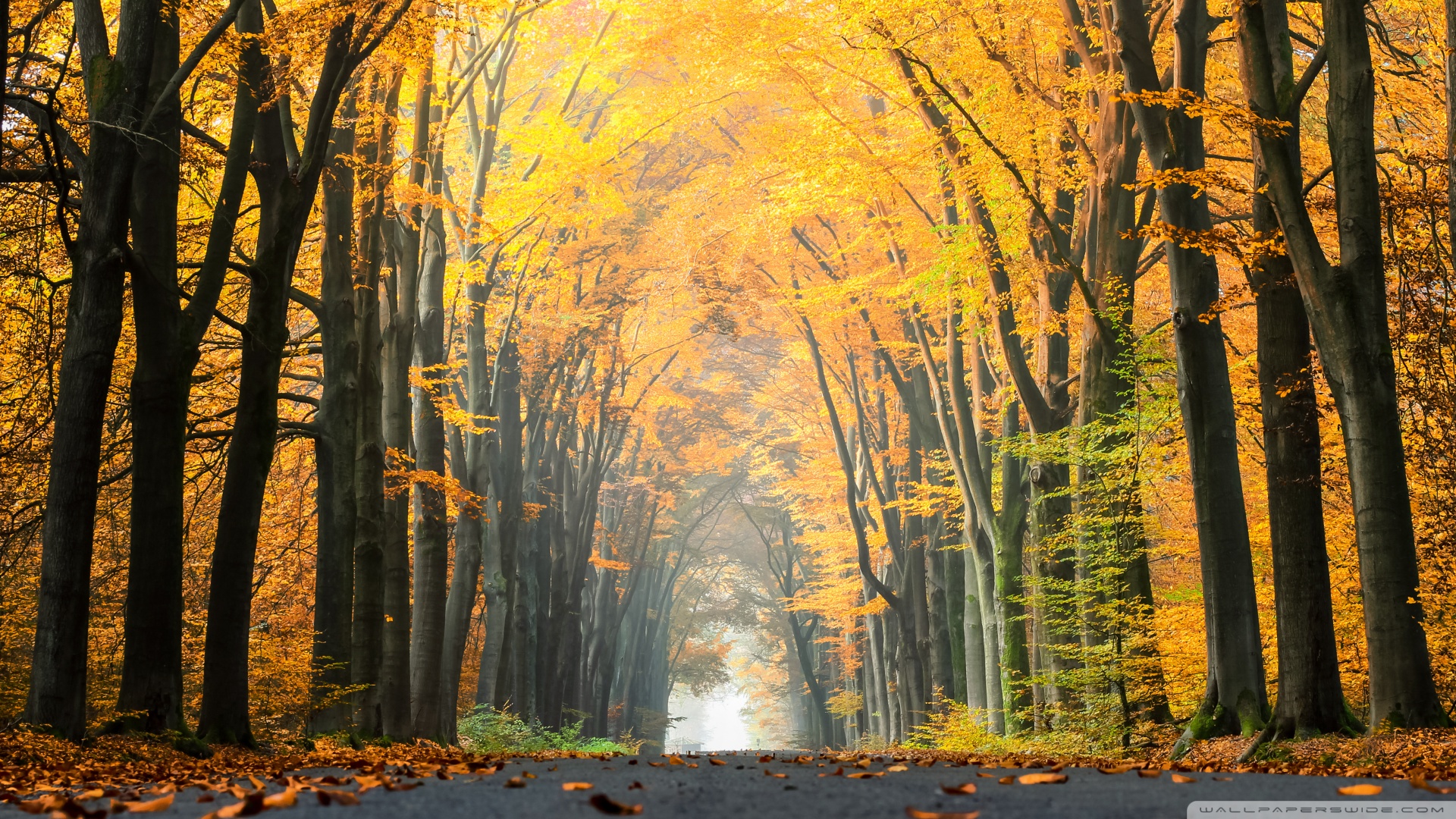 autumn landscape