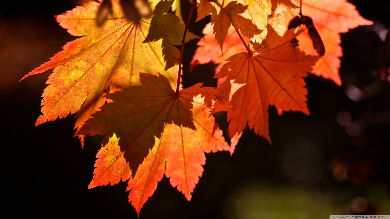 Fall Leaf Hd Wallpapers | Wallpapers