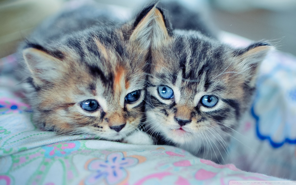 baby kittens with blue eyes wallpaper 960x600