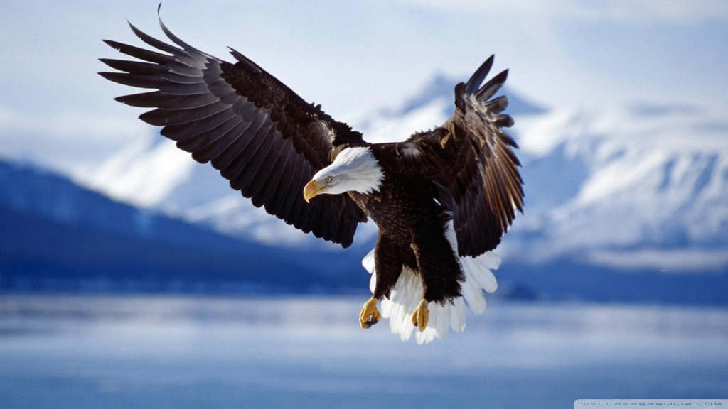eagle wallpapers. Eagle Wallpapers for your