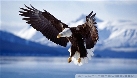 bald eagle wallpaper. Bald Eagle desktop wallpaper