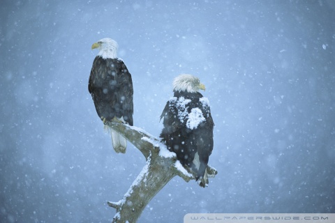 falling snow wallpaper. Bald Eagles In Falling Snow