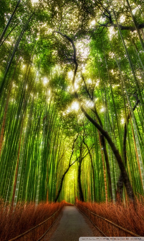 Bamboo Forest Ultra HD Desktop