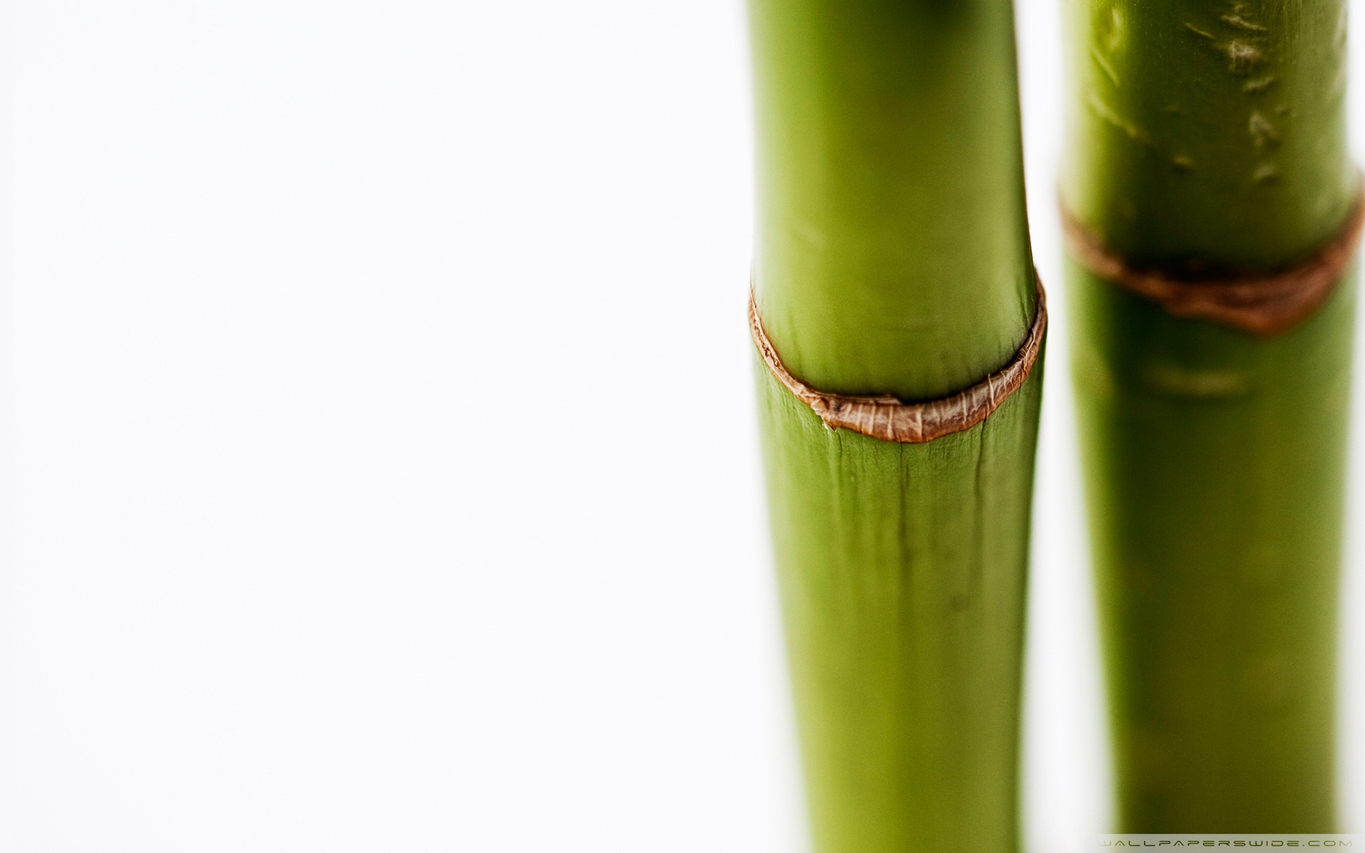 Bamboo White Background