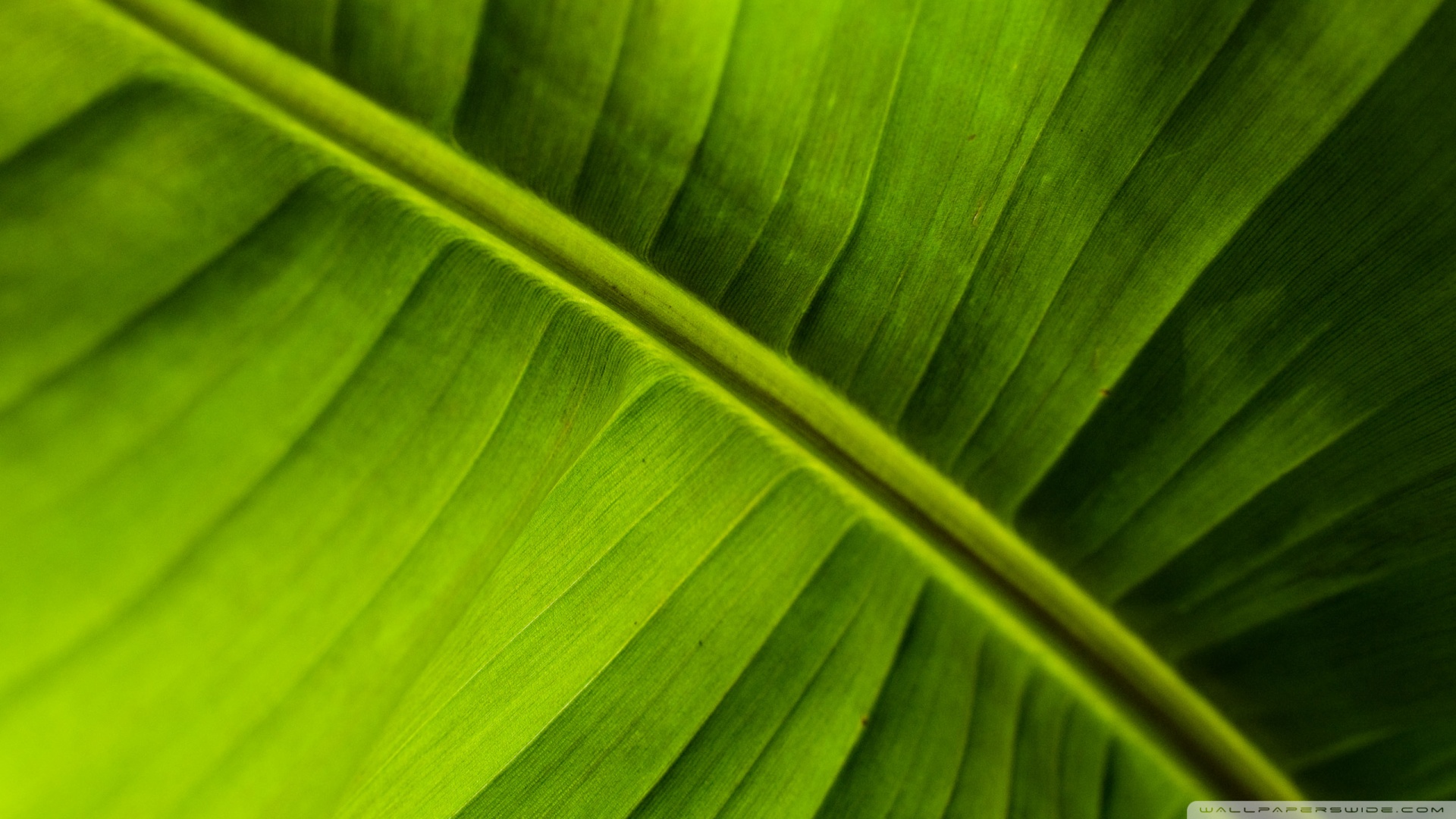 Banana Leaf Pic