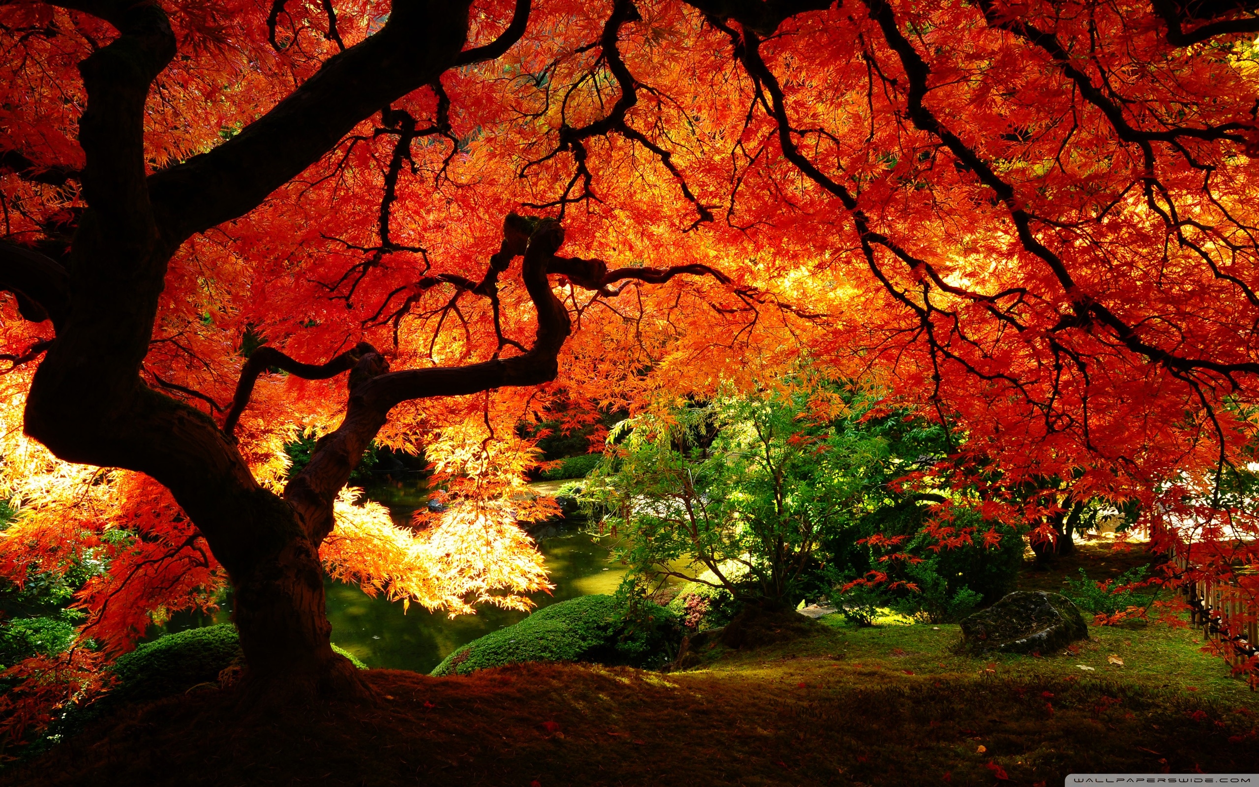 http://wallpaperswide.com/download/beautiful_autumn_2-wallpaper-2560x1600.jpg