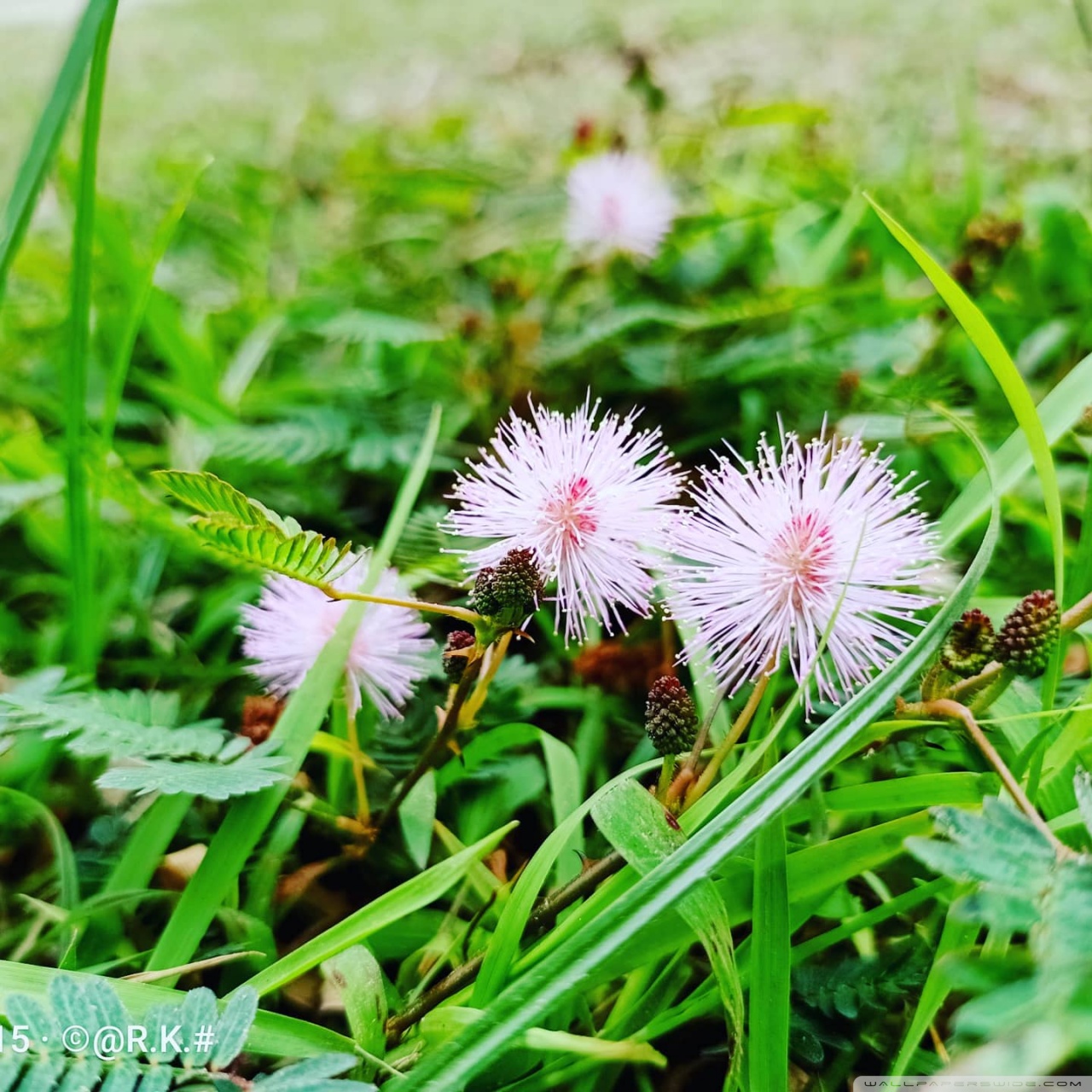 Beautiful Flower Ultra HD Desktop Background Wallpaper for