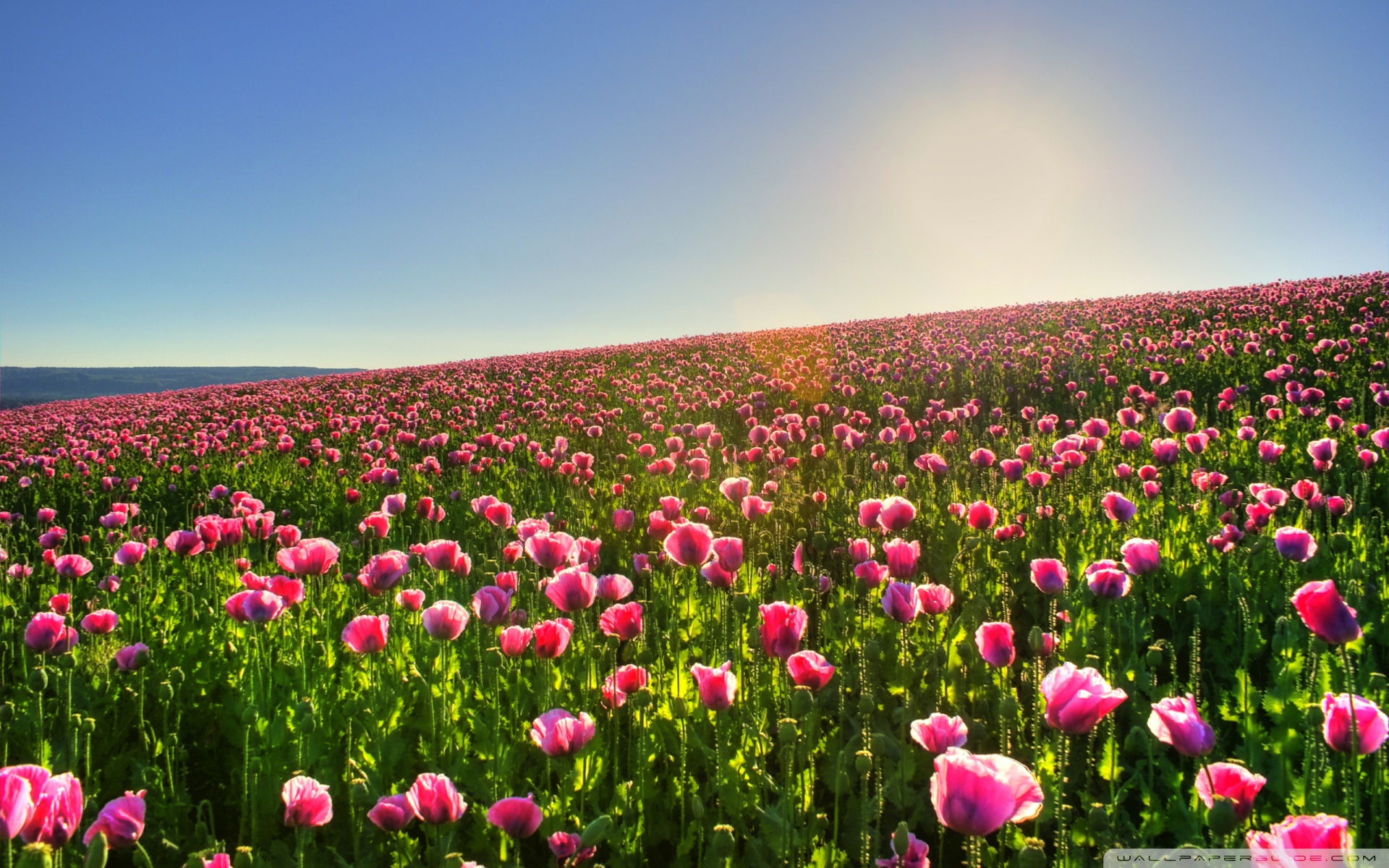 Beautiful Flower Field 4K HD Desktop Wallpaper For 4K Ultra HD