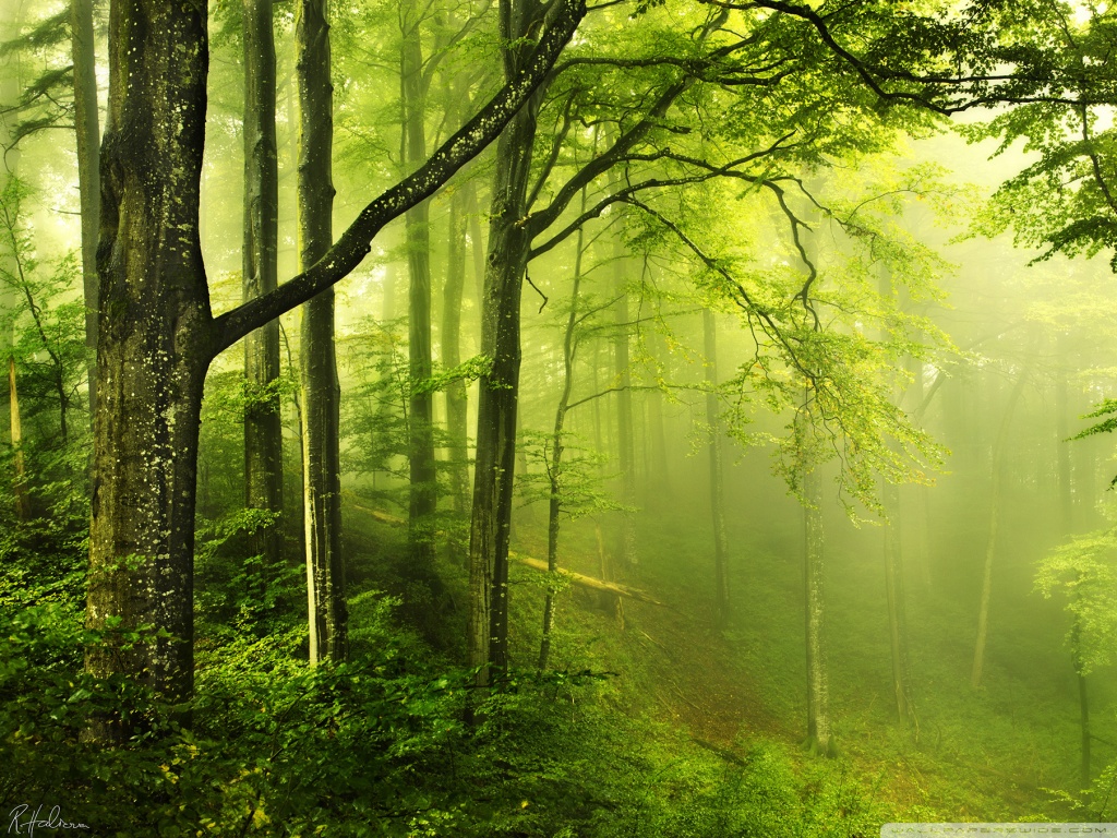 Beautiful Green Forest 4K HD Desktop Wallpaper For 4K Ultra HD