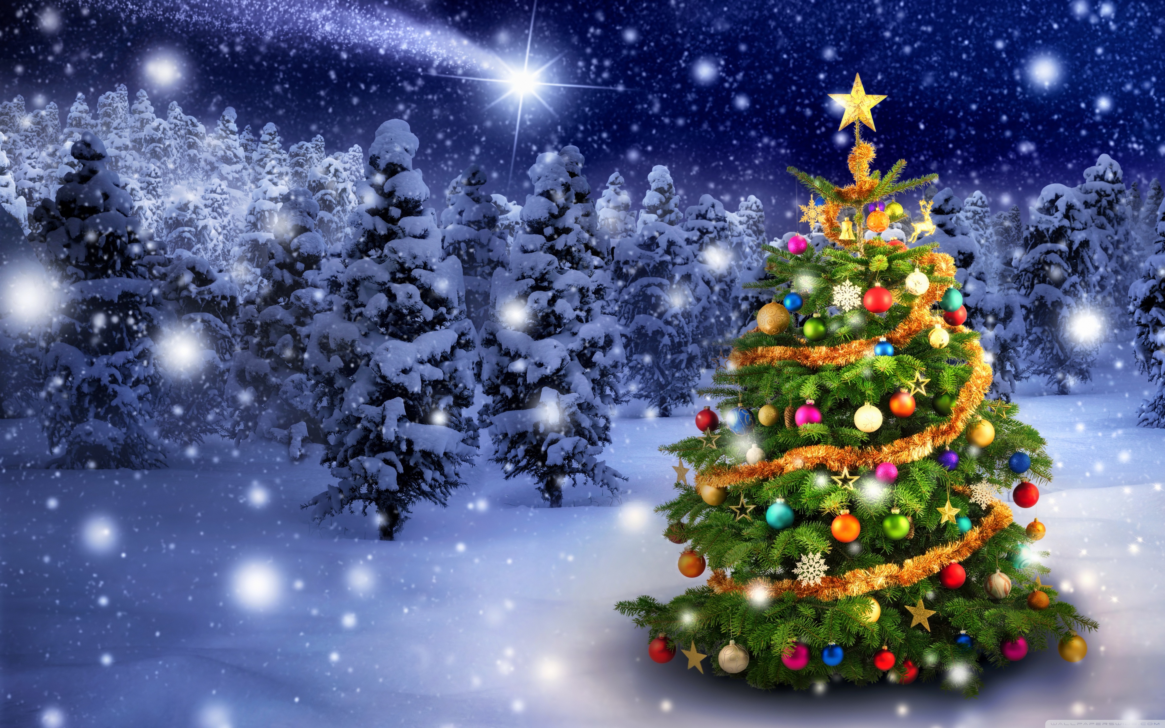 Beautiful Outdoor Christmas Tree Ultra HD Desktop Background Wallpaper for  4K UHD TV : Tablet : Smartphone