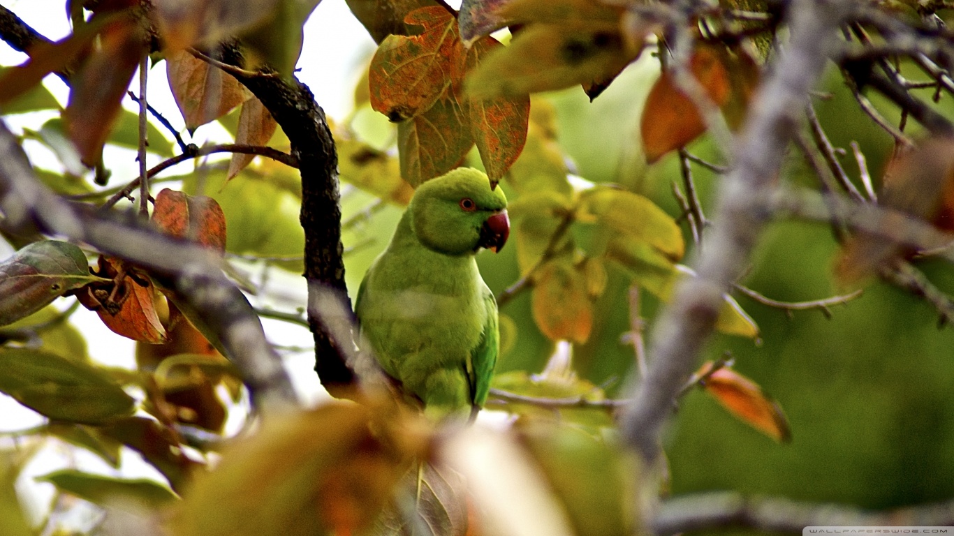Beautiful Parrot Ultra HD Desktop Background Wallpaper for 4K UHD TV