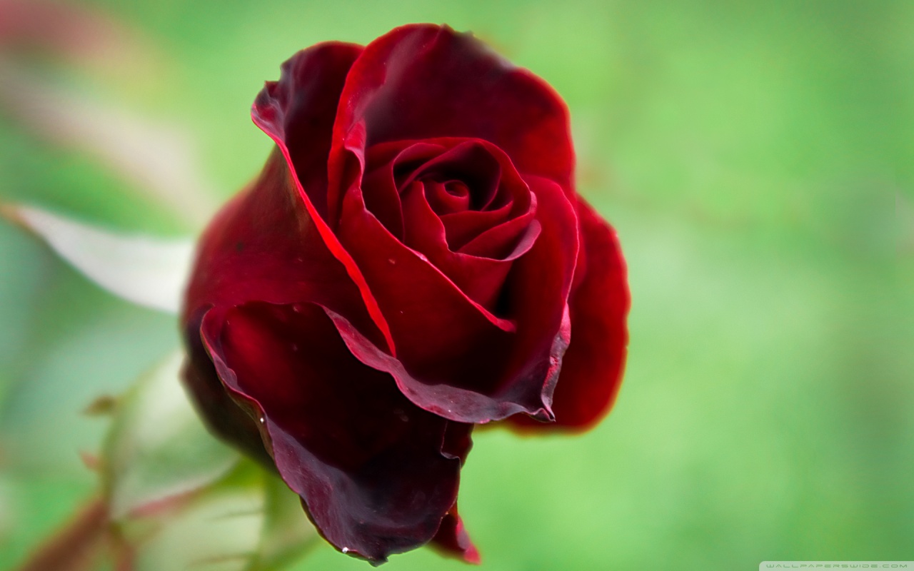 beautiful red rose wallpaper 1280x800