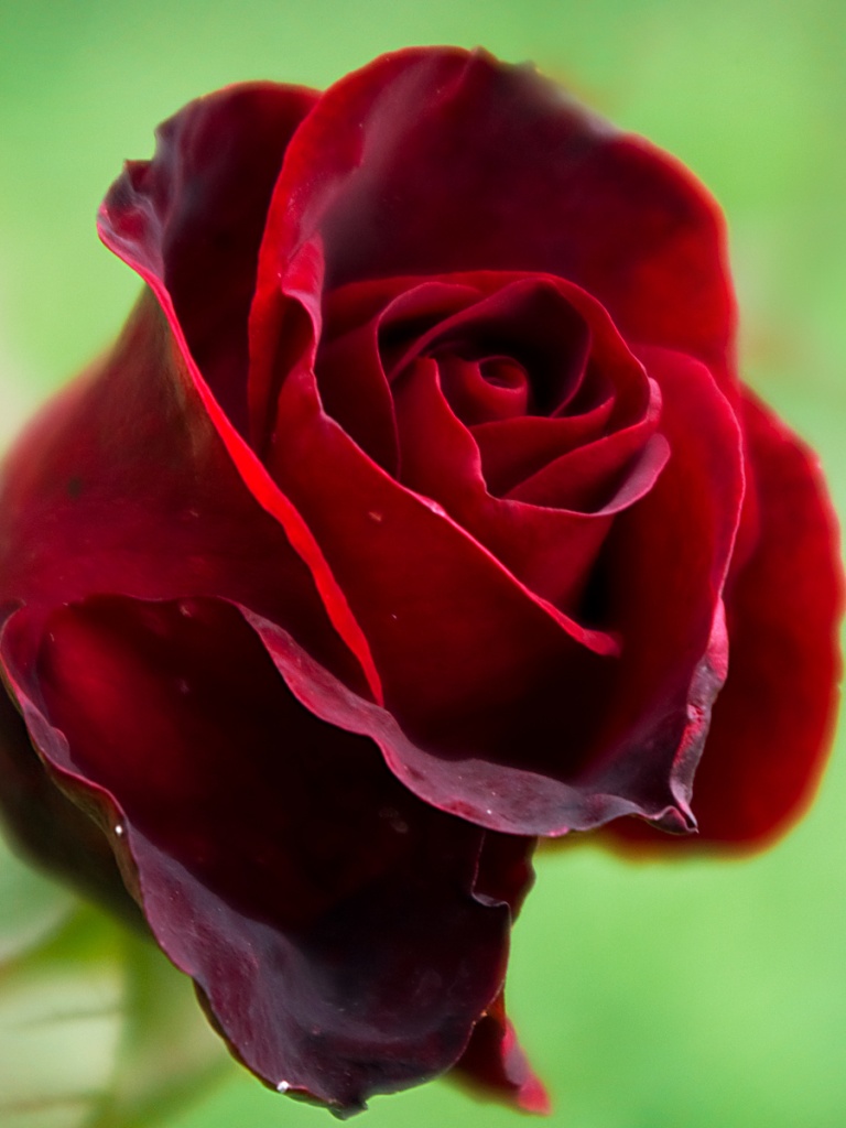 Beautiful Red Rose 4K HD Desktop Wallpaper for 4K Ultra HD TV