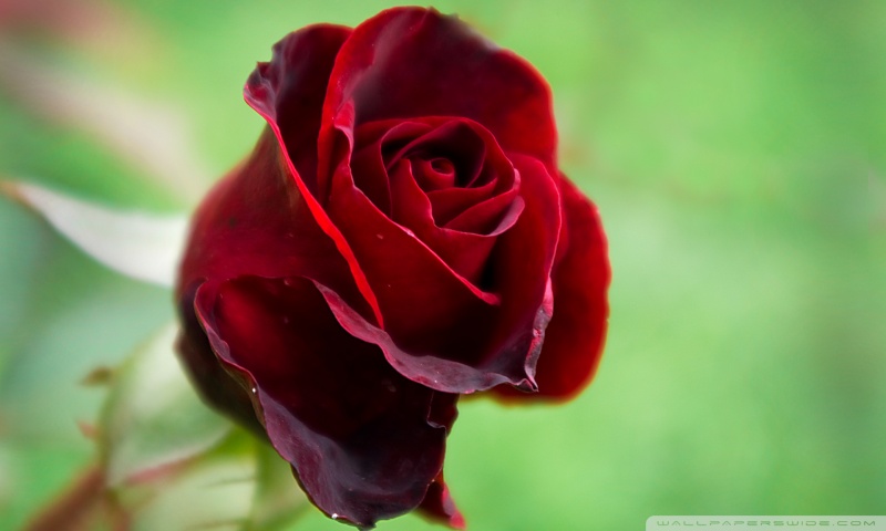 Beautiful Red Rose 4K HD Desktop Wallpaper for 4K Ultra HD TV