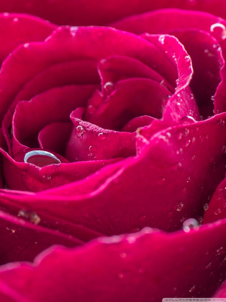 Beautiful Red Rose Dew Drops Ultra HD Desktop Background Wallpaper