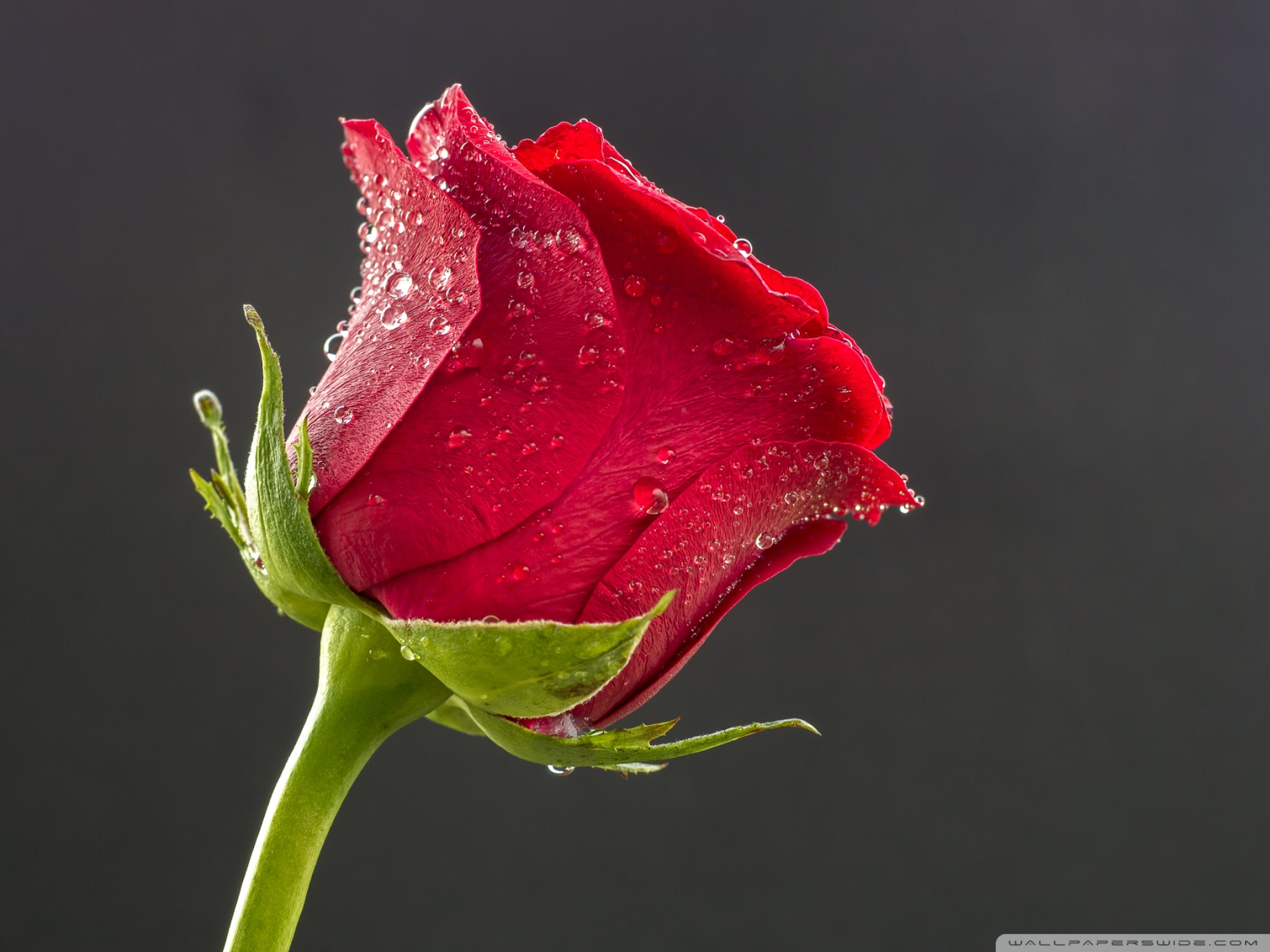 Beautiful Red Rose, Drops of Water Ultra HD Desktop Background Wallpaper  for 4K UHD TV : Widescreen & UltraWide Desktop & Laptop : Tablet :  Smartphone