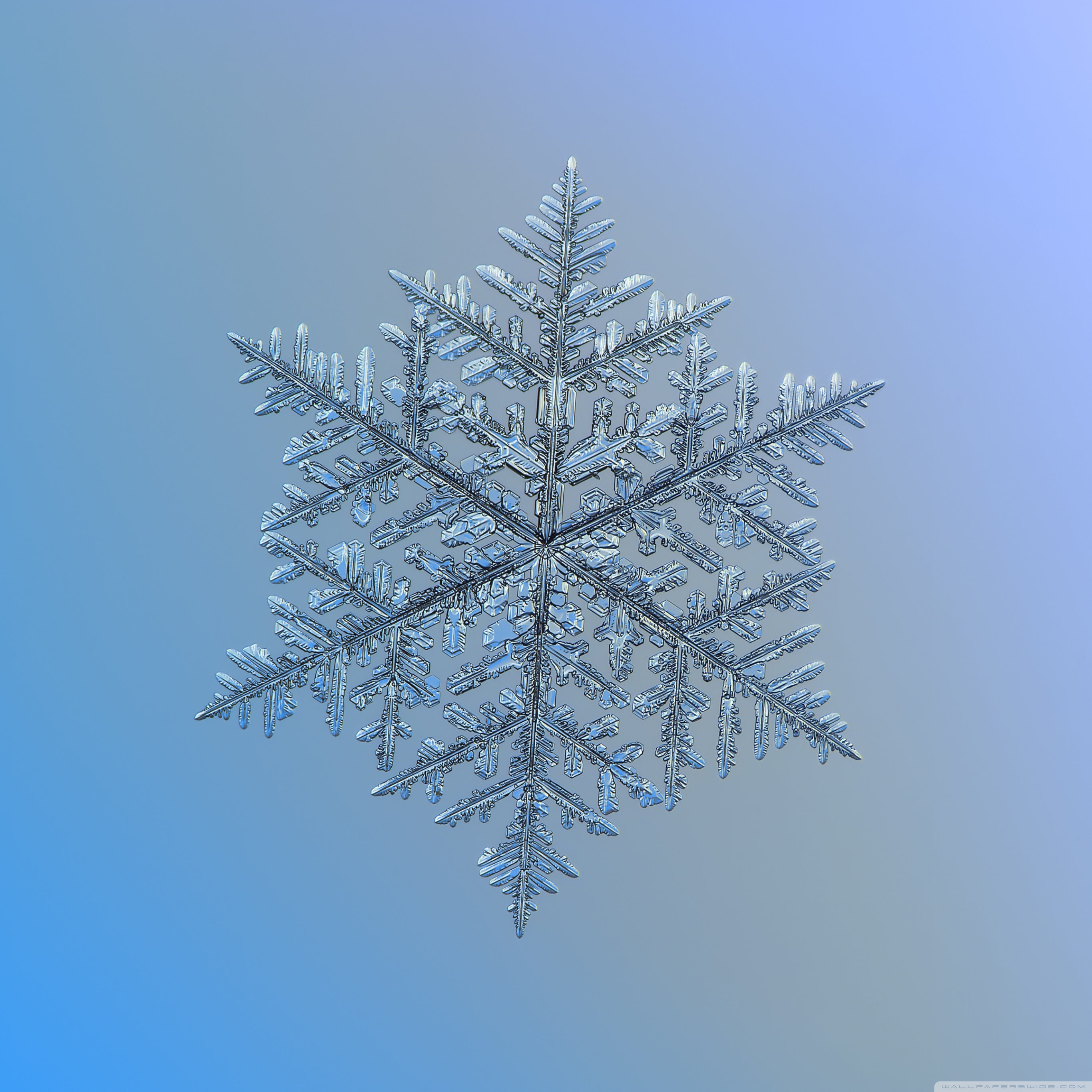 Beautiful Snowflake Magnified Ultra HD Desktop Background Wallpaper for 4K  UHD TV : Widescreen & UltraWide Desktop & Laptop : Tablet : Smartphone