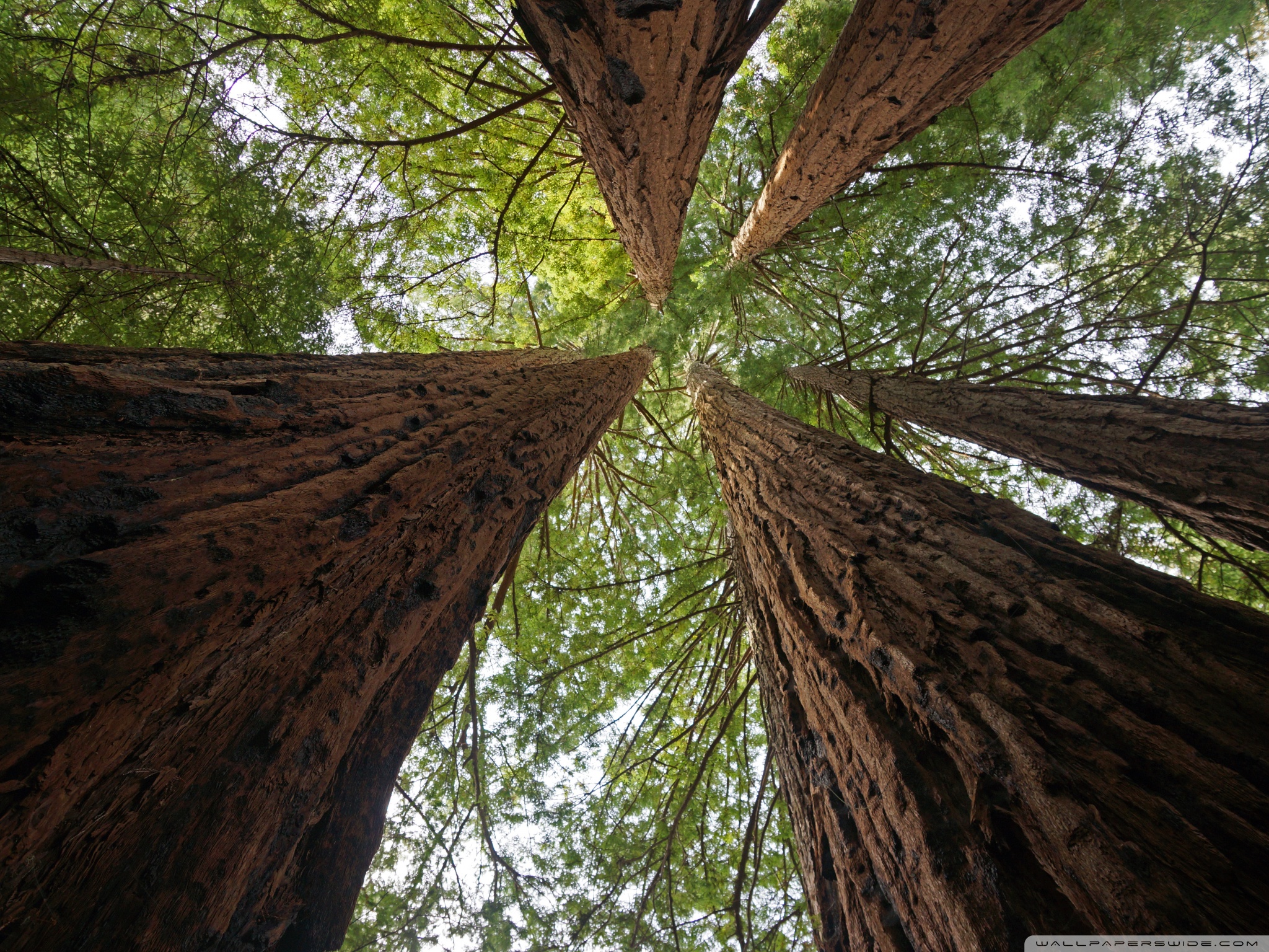 Big Basin Redwoods State Park Ultra Hd Desktop Background