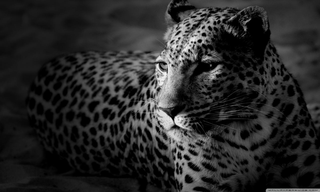 Hd Wallpaper Jaguar | High Definitions