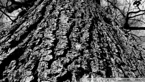 wallpaper trees black and white. Rate this wallpaper