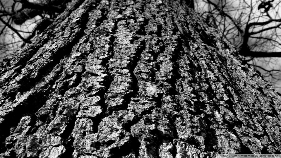 black and white trees wallpaper. Black And White Tree Trunk