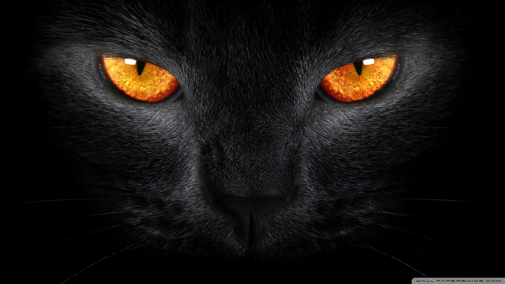 Black Cat HD desktop wallpaper : High Definition : Fullscreen : Mobile