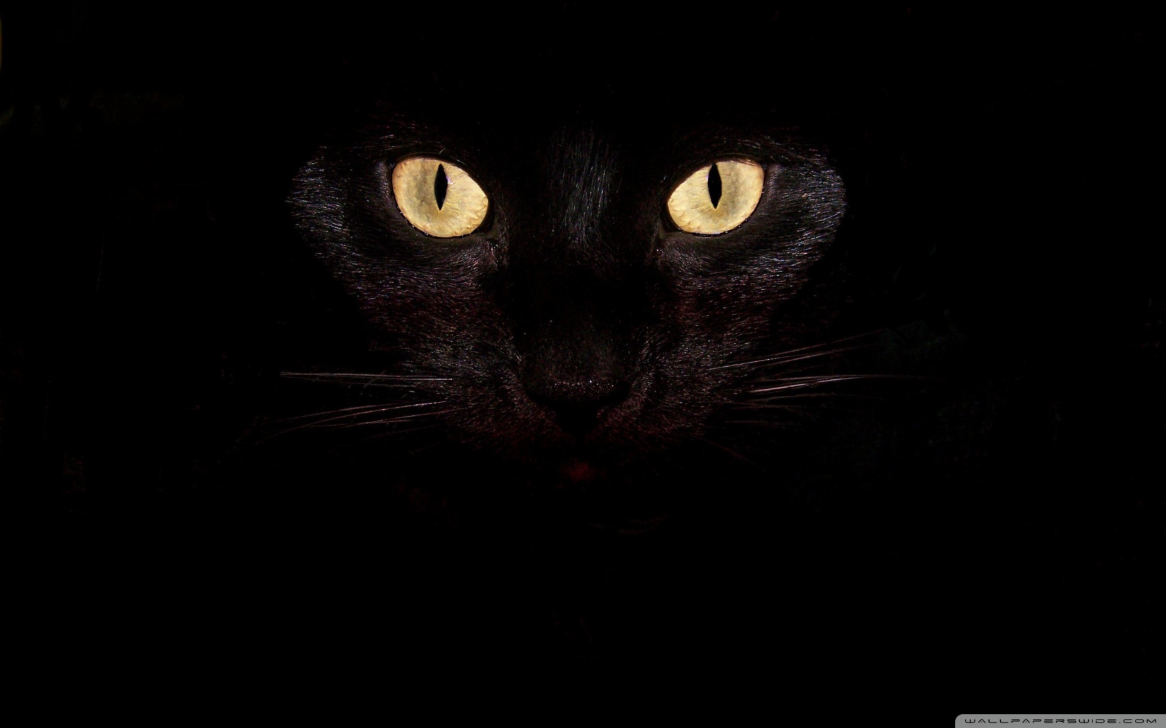 Black Cat Eyes Ultra HD Desktop Background Wallpaper for 4K UHD TV : Tablet  : Smartphone