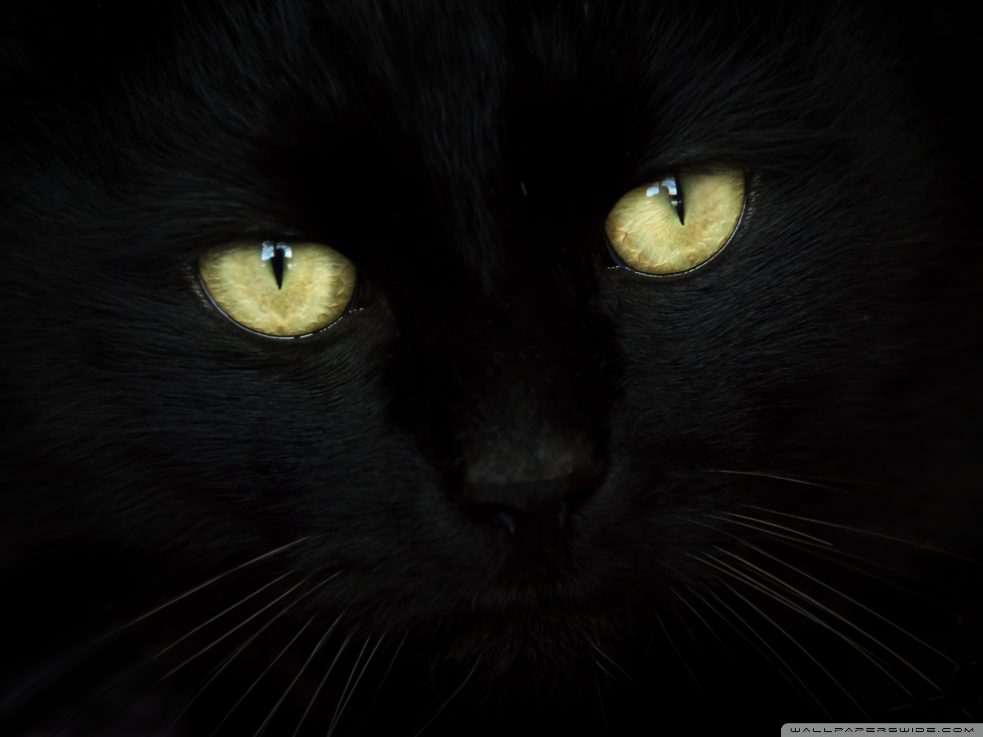 Black Cat Portrait Ultra HD Desktop Background Wallpaper ...