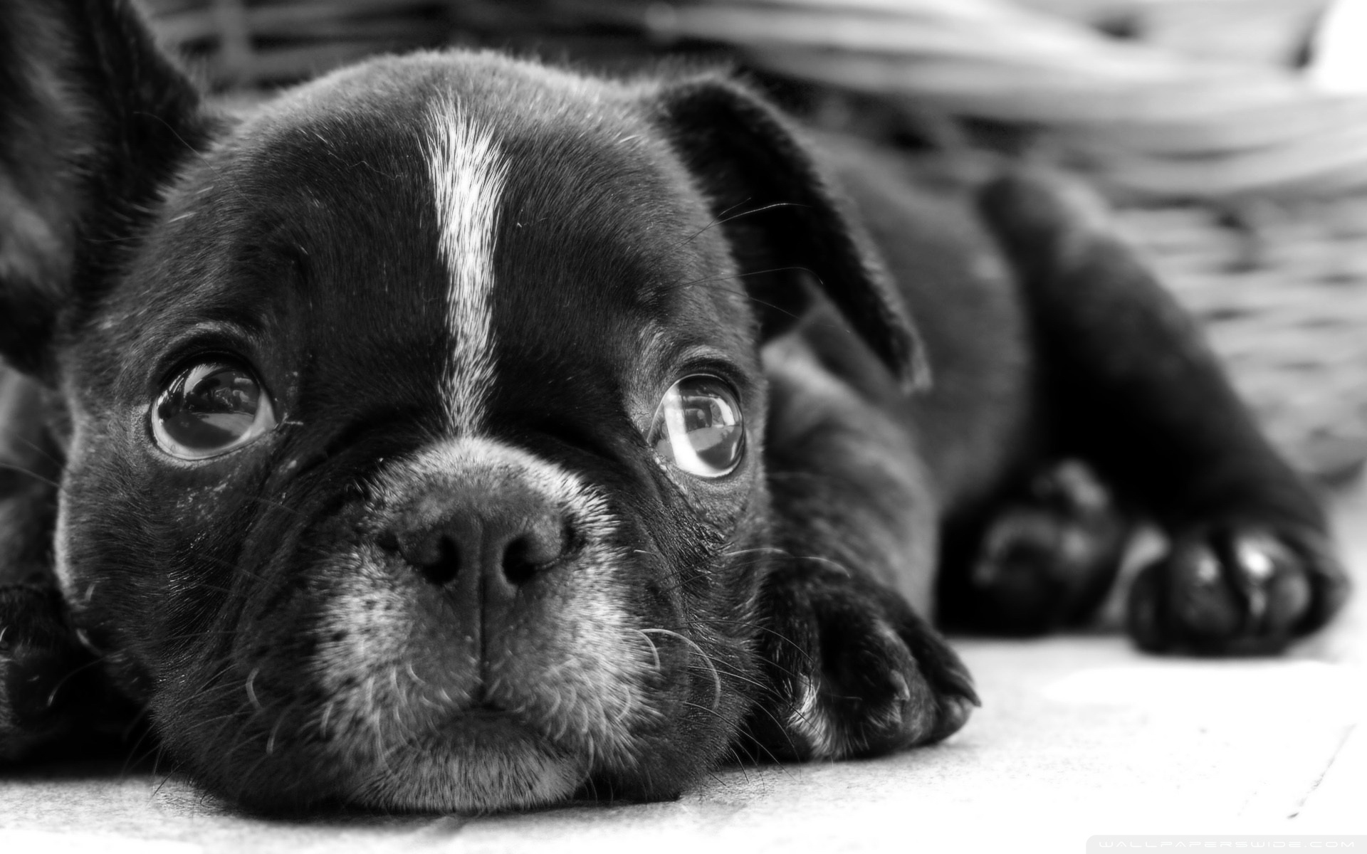 Black French Bulldog Puppy Ultra HD Desktop Background Wallpaper for 4K