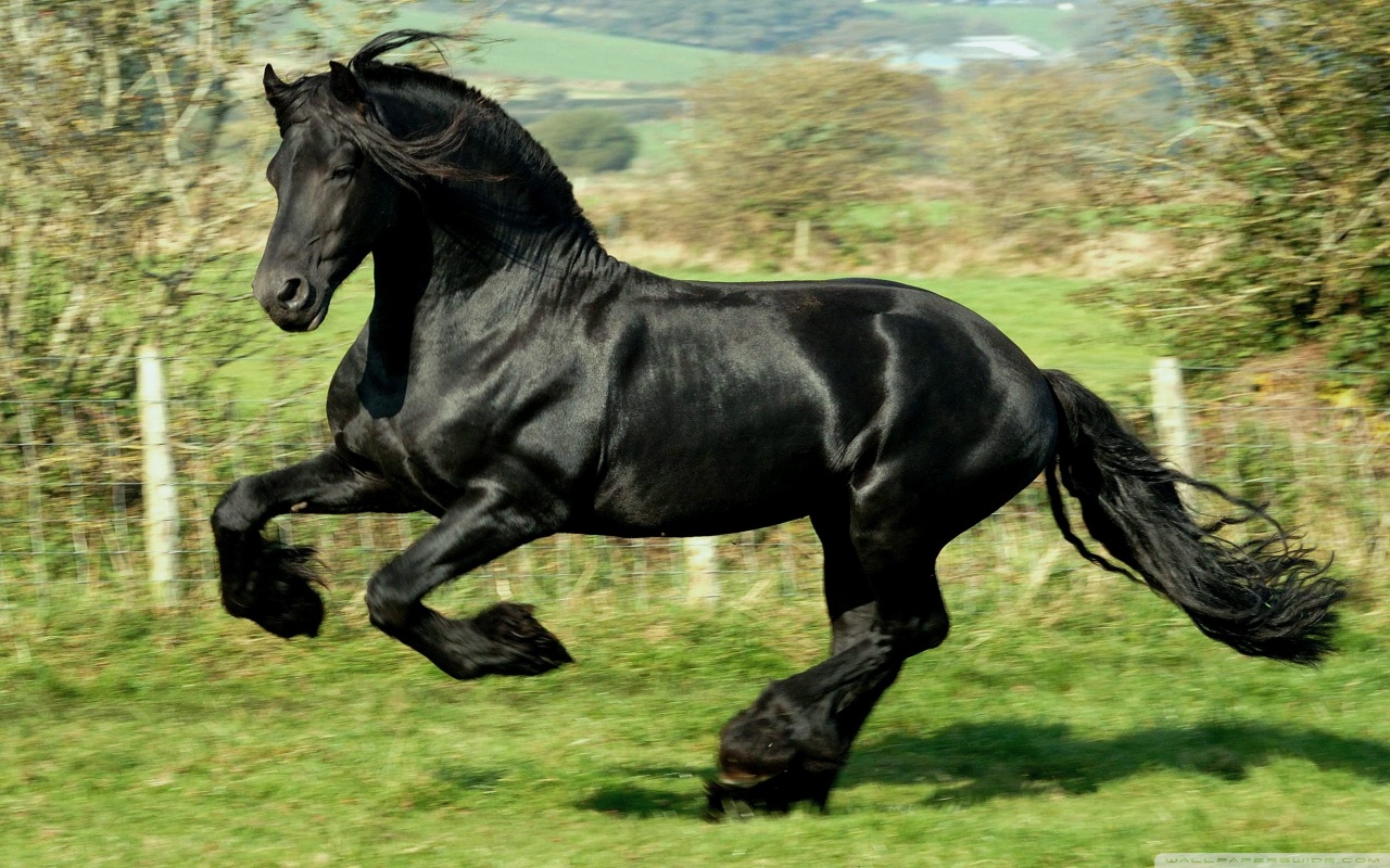 black horse wallpaper 1280x800
