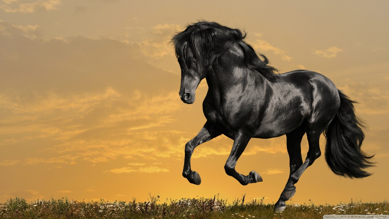 black horse running wallpaper 1280x720