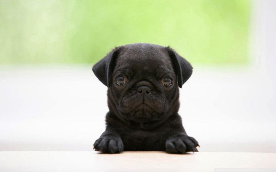 pug wallpapers. Black Pug Puppy desktop