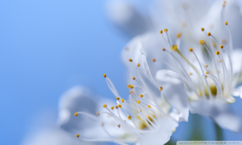 Blossom, Blue Spring Sky Ultra HD Desktop Background Wallpaper for 4K