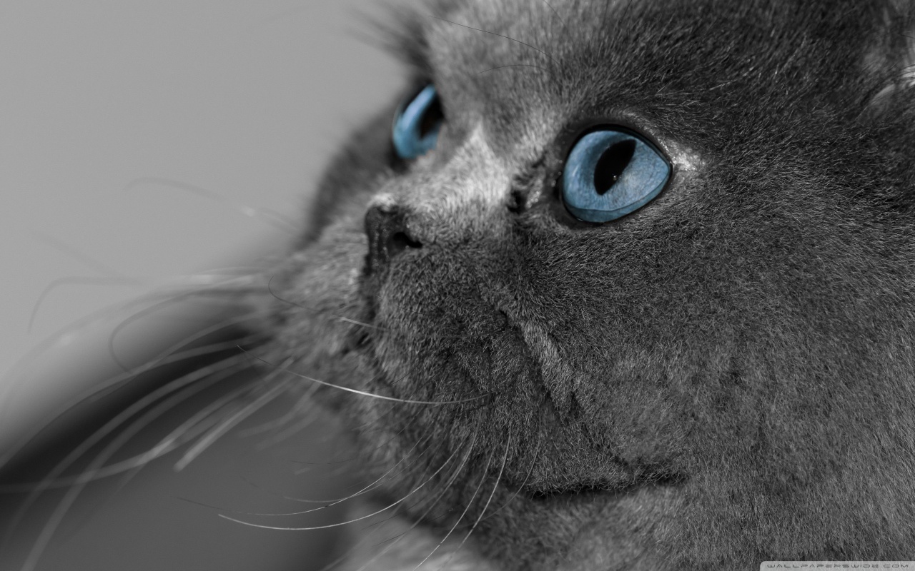 blue eyed cat wallpaper 1280x800