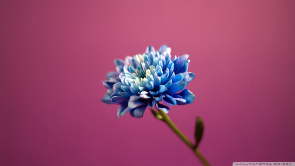 desktop wallpaper blue. Blue Flower desktop wallpaper