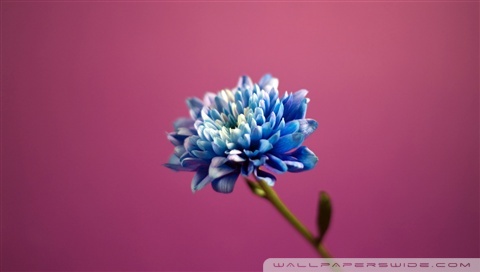 blue flower wallpaper. Blue Flower desktop wallpaper
