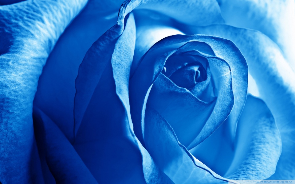 desktop wallpaper blue. Blue Rose desktop wallpaper :