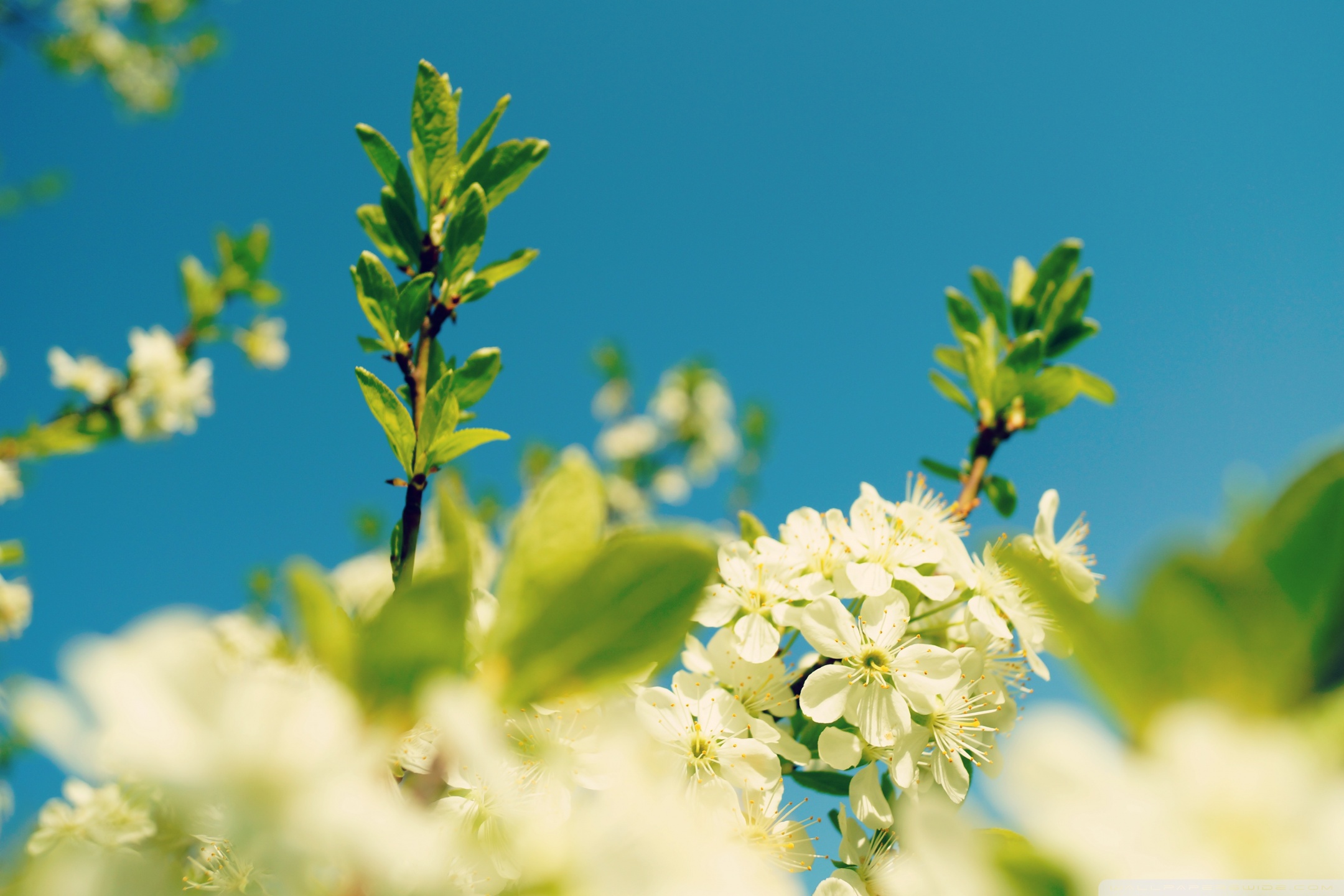 Blue Sky, Spring Ultra HD Desktop Background Wallpaper for : Multi