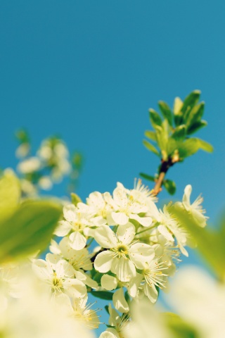 Blue Sky, Spring Ultra HD Desktop Background Wallpaper for : Multi