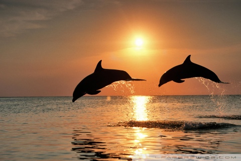 bottlenose dolphin wallpaper. Bottlenose Dolphin Jumping At